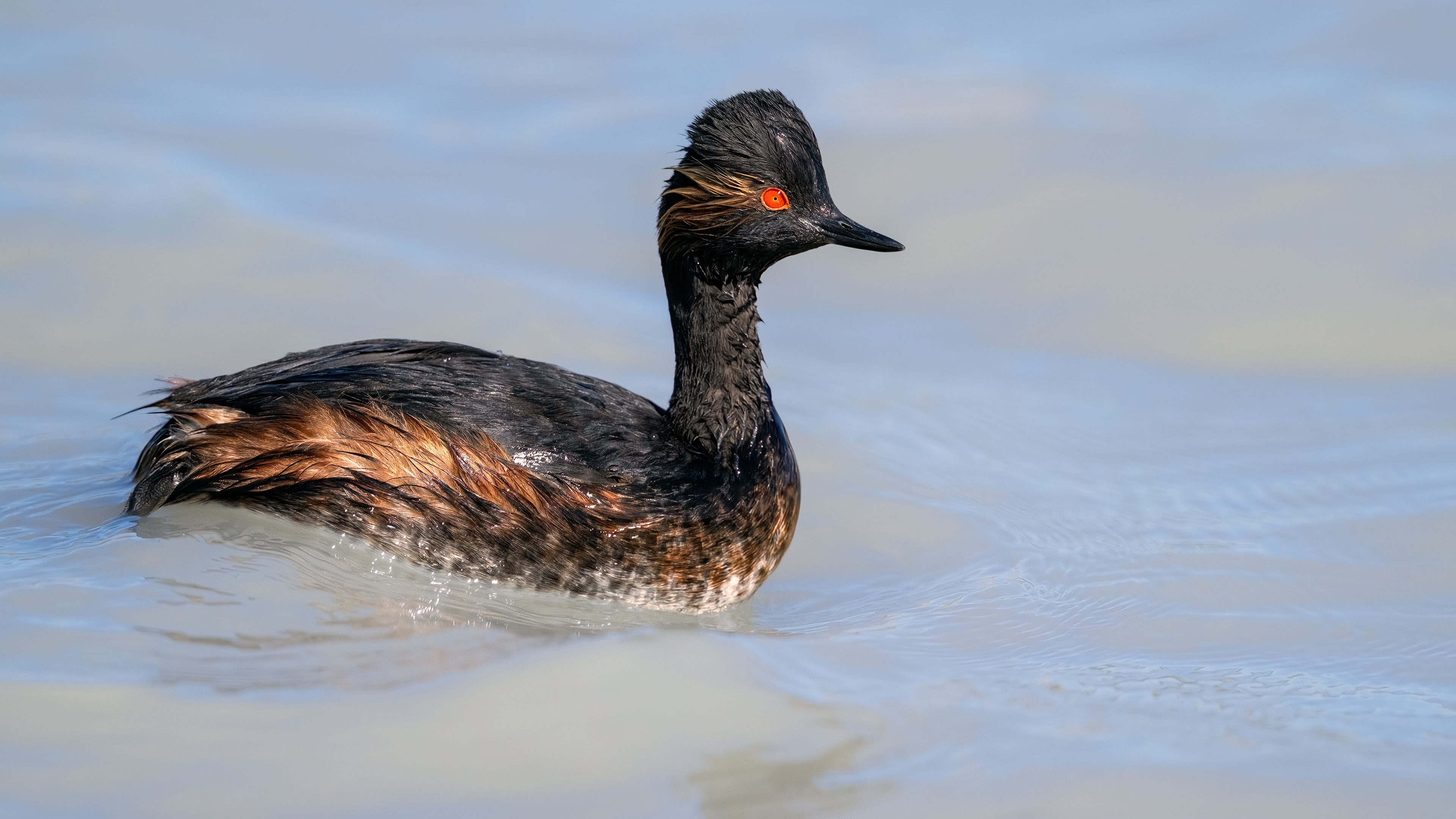 Eared Grebe